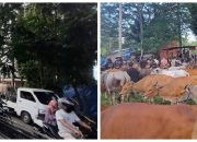 Pemerintah Kabupaten Gorontalo Ditunding Tidak Tegas Mengatur Pasar Hewan di Pulubala