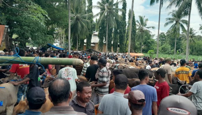 Dokumen Jual-beli Sapi di Pasar Hewan Sementara Tidak Jelas, Pedagang Rugi Puluhan Juta Rupiah