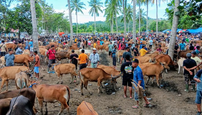 Pedagang Minta Pasar Hewan Tridharma Pulubala Dibuka Dua Kali Seminggu Jelang Idul Adha
